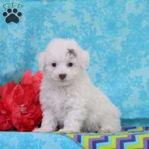 Reeses, Toy Poodle Puppy